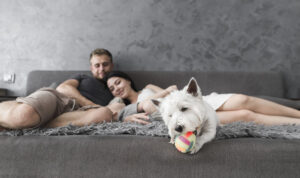 tenencia de mascotas