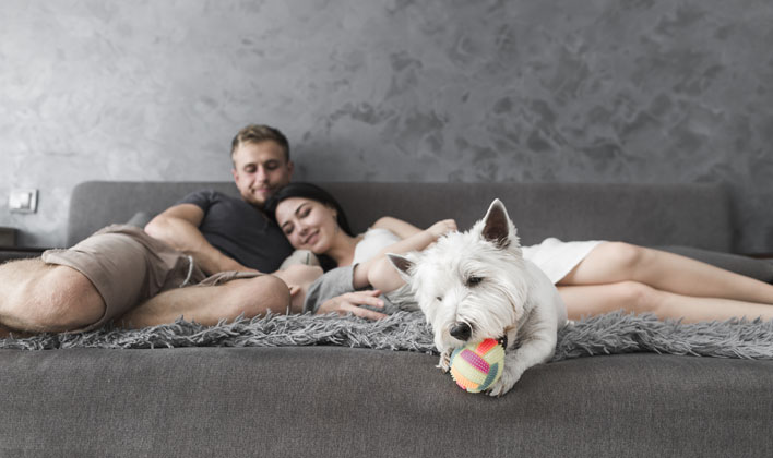 tenencia de mascotas